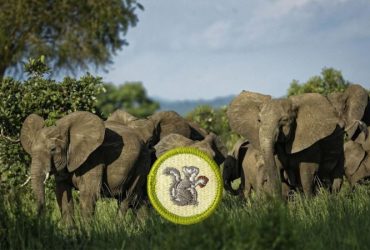 Mammal Study Merit Badge Guide