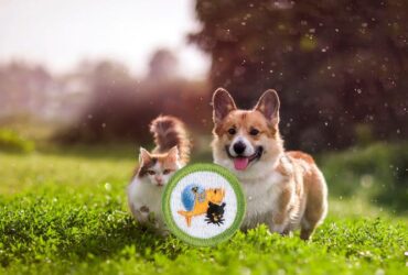 Pets merit badge