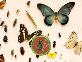 insect study merit badge