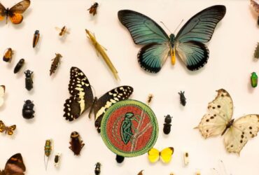 insect study merit badge