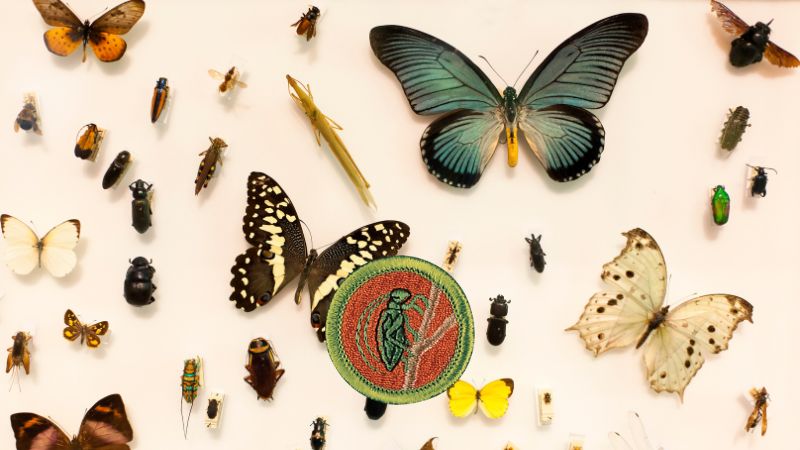 insect study merit badge
