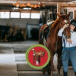 Horsemanship Merit Badge