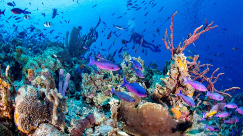coral reef in the sea